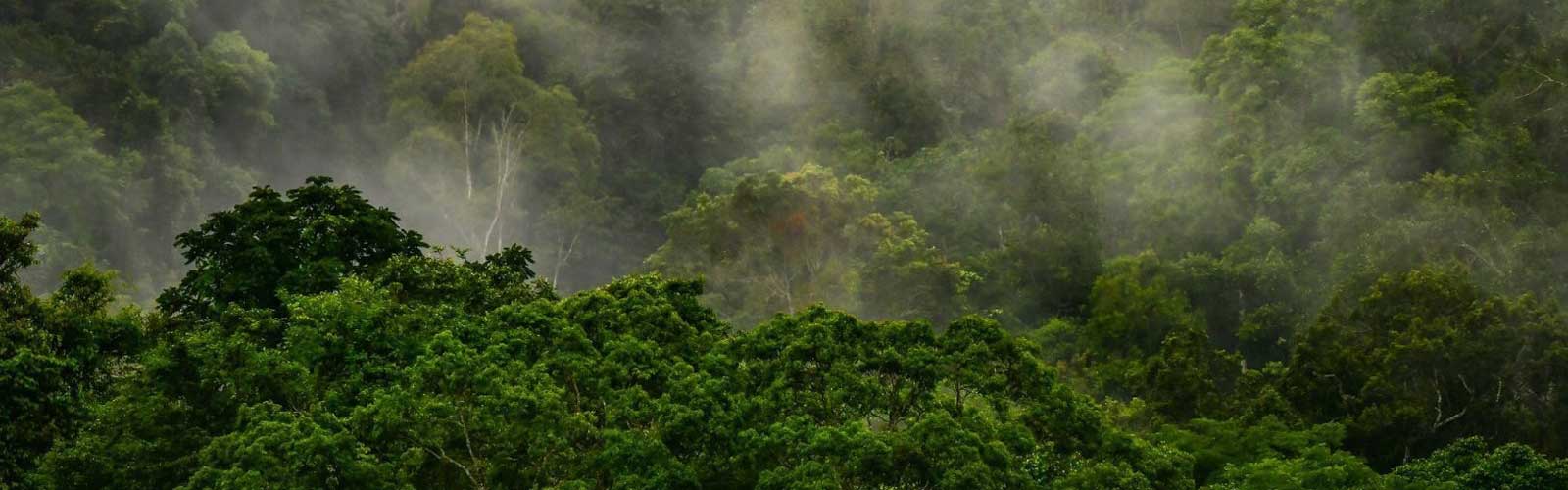 ทรัพยากรป่าไม้