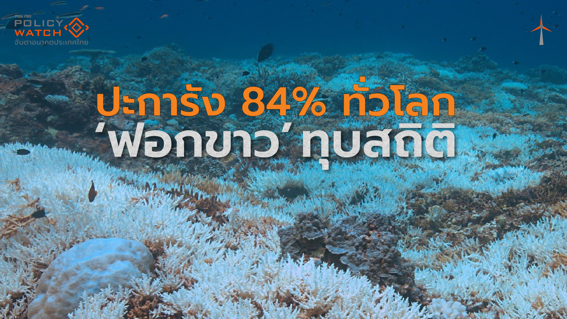 “ปะการังฟอกขาว” รุนแรงทุบสถิติ ลาม 84% ทั่วโลก