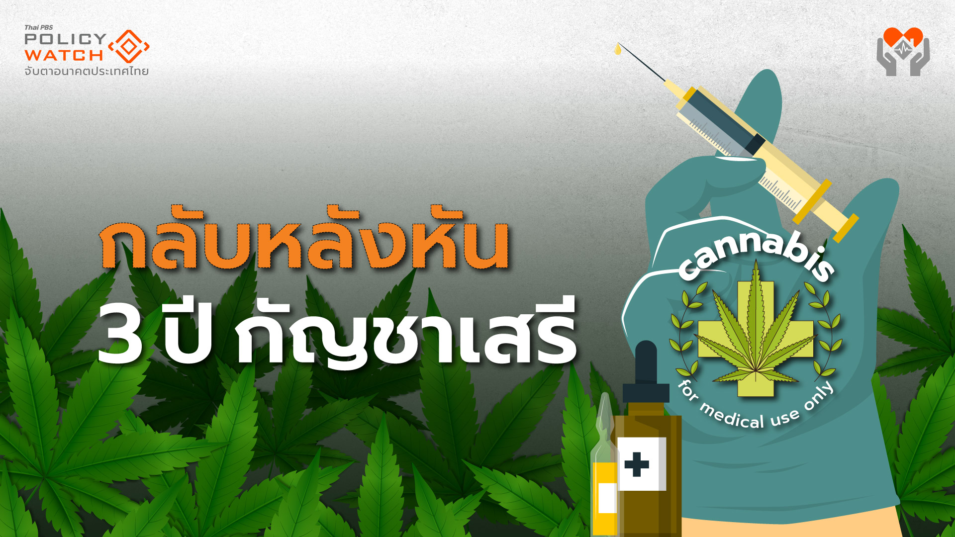 “กัญชาเสรี”สะดุดการเมือง กลับมาเป็น “ยาเสพติด”