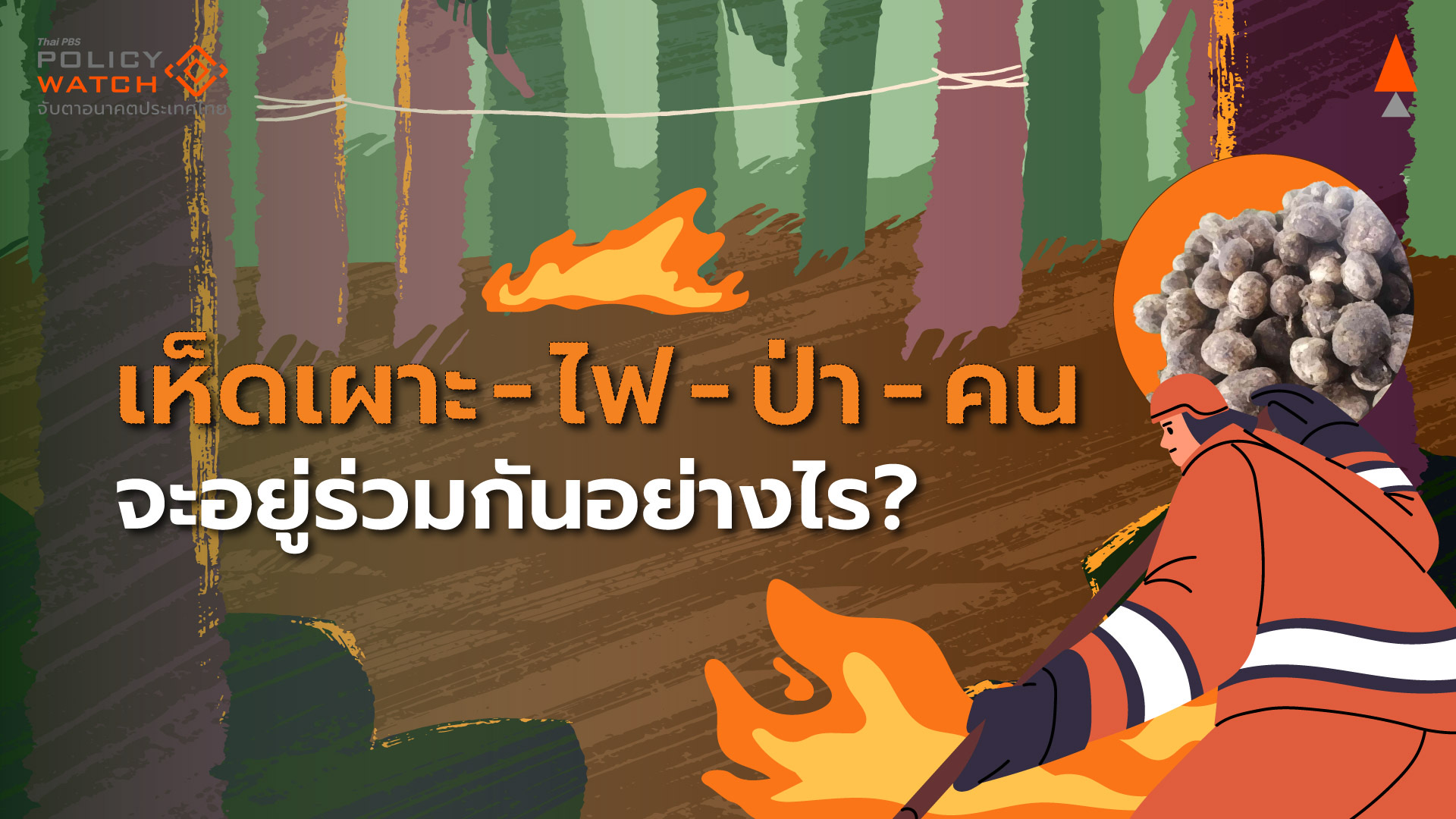 เห็ดเผาะ: ใครทำลายสิ่งแวดล้อม? เมื่อวัฒนธรรมการกินเปลี่ยนไป