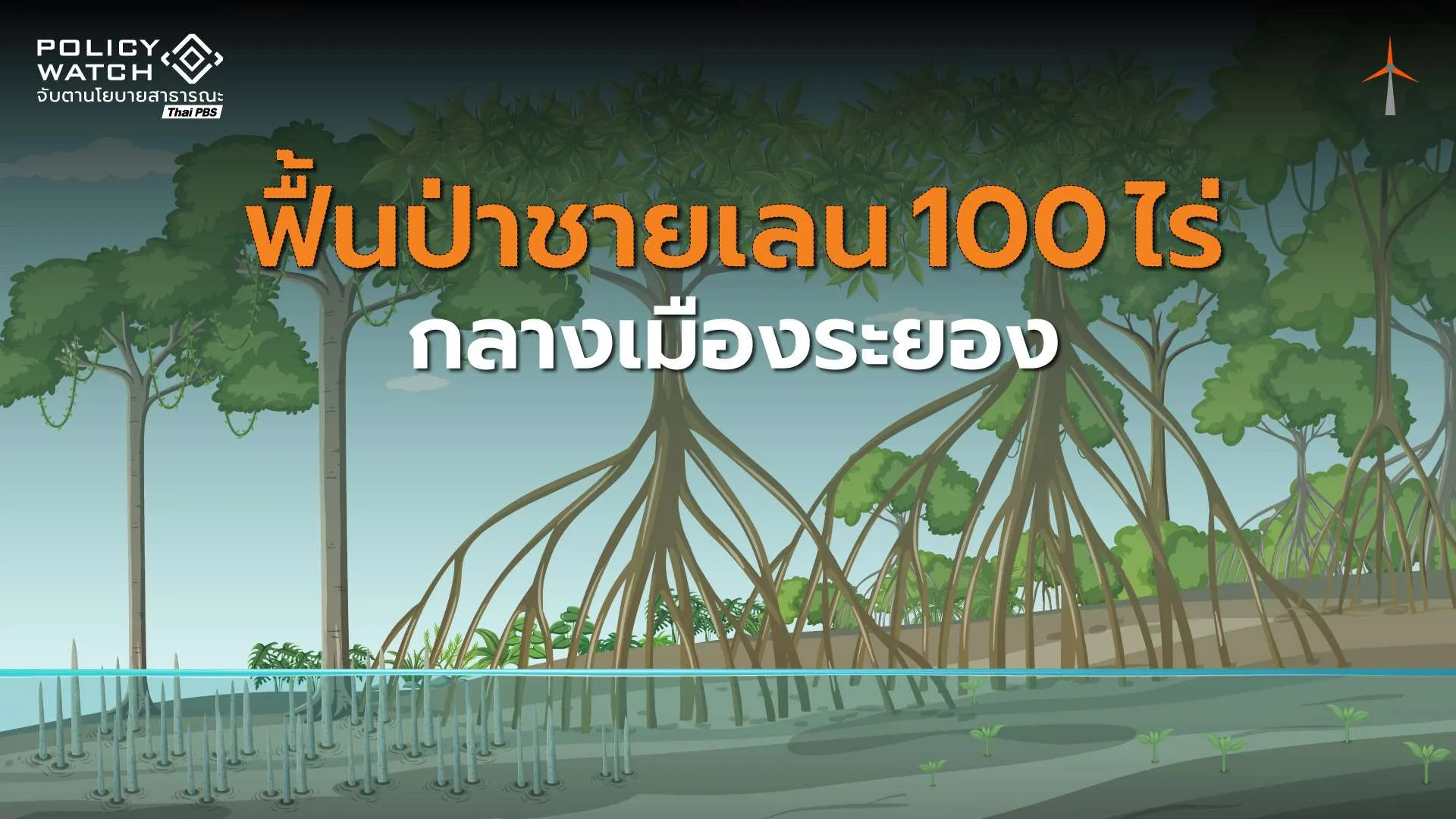 ฟื้นป่าชายเลน 100 ไร่ สร้างปอดกลางเมืองระยอง